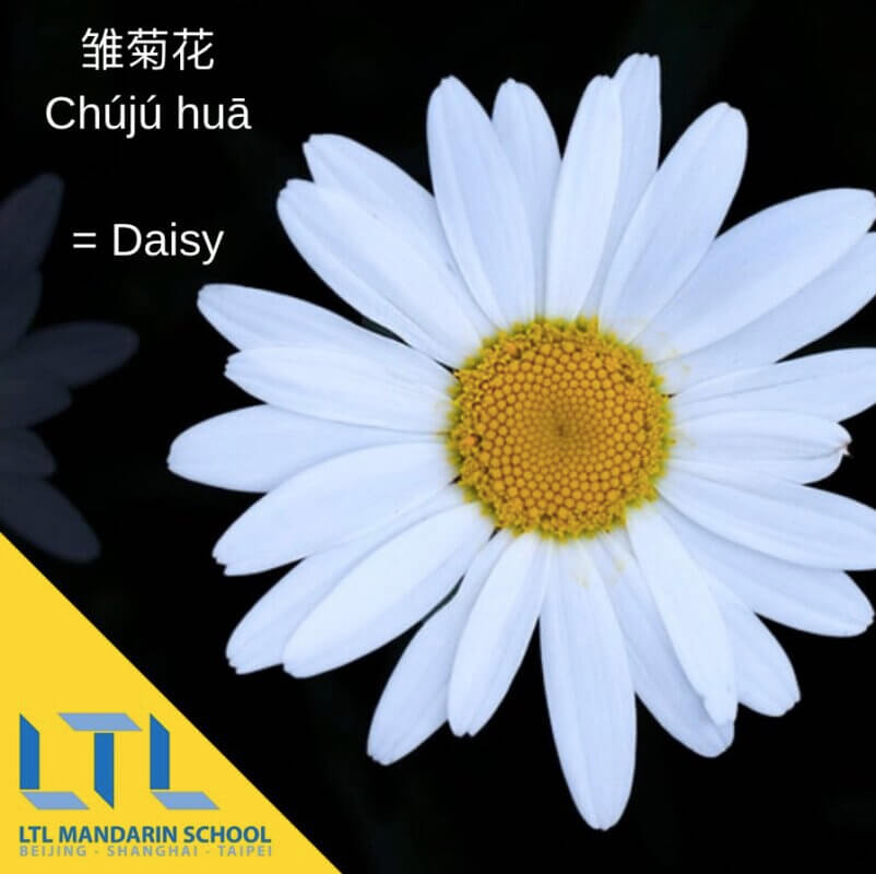 Learn Chinese flower names:Daisy
