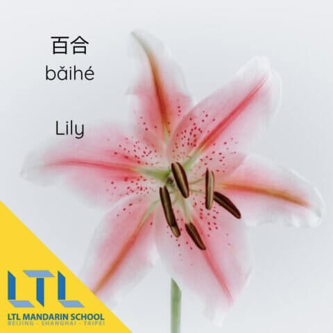 Chinese flowers: Lily 百合