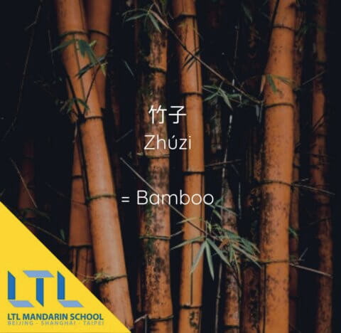 Chinese plant: Bamboo 竹子