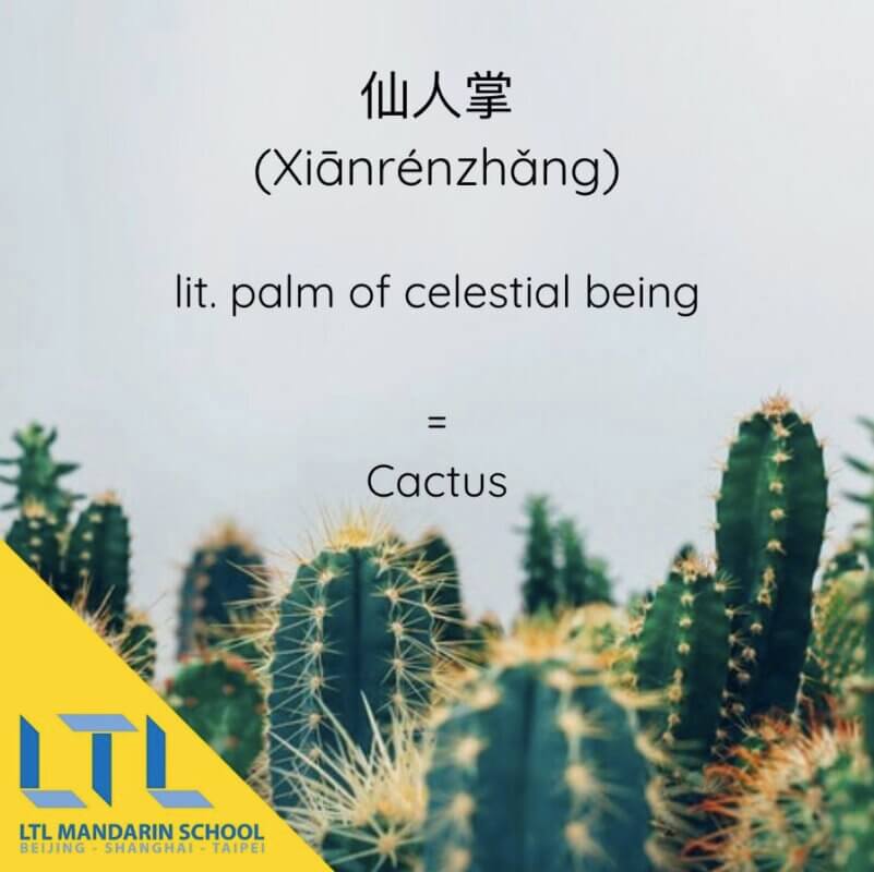 Learn Mandarin PDF: Cactus