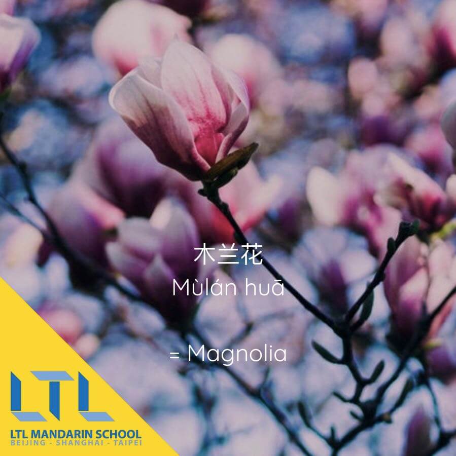 Plants in Chinese Discover 15 Plants in Chinese & Their Meanings