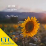 Chinese Plants Sunflower 150x150 