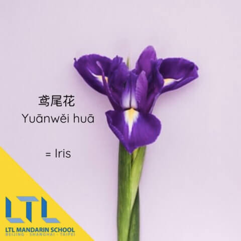 Flower in Chinese: Iris 鸢尾花