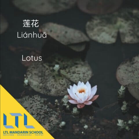 Flower in Chinese: Lotus 莲花