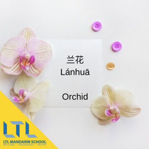 Flowers in Chinese: Orchid 兰花