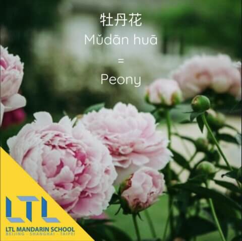 Flowers in Chinese: Peony 牡丹花 