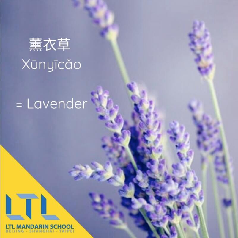 Learn plant names in Chinese: Lavender