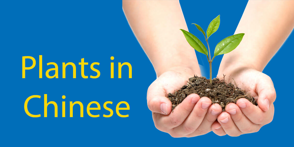 Plants in Chinese Discover 15 Plants in Chinese & Their Meanings