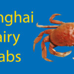 Shanghai Hairy Crabs - A Must-Try Local Delicacy Thumbnail