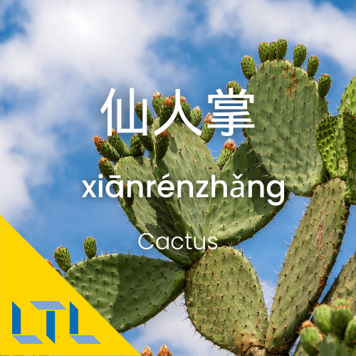 Plants in Chines-Cactus