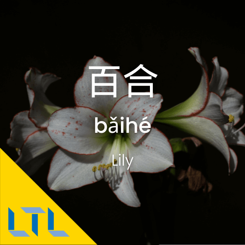 Plants in Chines lily